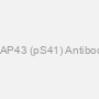 GAP43 (pS41) Antibody